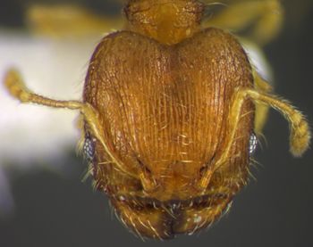 Media type: image;   Entomology 34328 Aspect: head frontal view